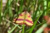 Lythria cruentaria